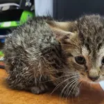 Kocurek poz. 24/438/K