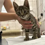 Kocurek poz. 24/430/K