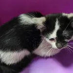 Kocurek poz. 24/441/K