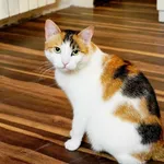 Zaginął kot, Bydgoszcz, 19 lipca 2024