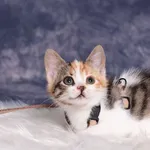 Kot do adopcji, Gdańsk, 19 lipca 2024