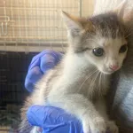 Nr: 304/2024 - Kot z Świdnica Miasto