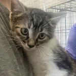 Nr: 303/2024 - Kot z Świdnica Miasto