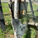 Kot do adopcji, Korabiewice, 19 lipca 2024