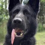 Gazon (5978), Samiec