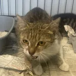 Nr: 302/2024 - Kot z Świdnica Miasto