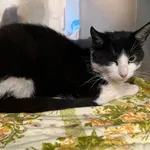 Kot do adopcji, Włocławek, 18 lipca 2024