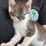 Nr: 301/2024 - Kot z Jordanów Śląski