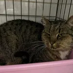 Znaleziono kota, Sosnowiec, 11 listopada 2023