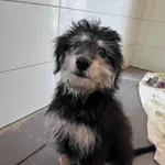 Pies do adopcji, Sosnowice, 11 lipca 2024