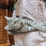 Na Popiełuszki 17 znaleziono młodego zadbanego kota. Samiec po kastracji. Przyjazny i leniwy. Ze znaków szczególnych różowy nosek z czarną obramowka. Czarne poduszeczki. Czarny kręgosłup, boki szare w