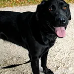 Pies do adopcji, Węgrowo, 28 września 2023