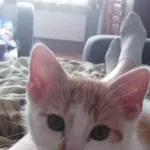 Zaginął kot, Łódź, 20 lipca 2024