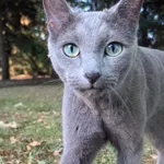 Zaginął kot, Myślakowice-Kolonia, 20 lipca 2024