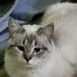 Zaginął kot, Łódź, 20 lipca 2024