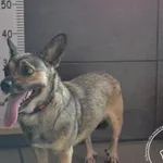 Znaleziono psa, Chełmek, 20 lipca 2024