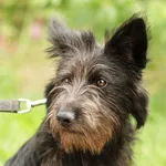 Pies do adopcji, Nowodwór, 19 lipca 2024