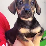 Znaleziono psa, Łódź, 21 lipca 2024