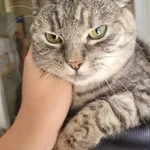 Znaleziono psa, Łódź, 21 lipca 2024