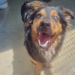 Pies do adopcji, Żywiec, 20 lipca 2024