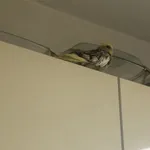 Znaleziono zwierzę, Kraków, 21 lipca 2024