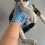 Znaleziono kota, Lublin, 20 lipca 2024