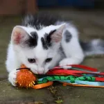 Dwójka rodzeństwa - czarna Jagna oraz biało-czarny Aram poszukują swoich domów (a może domu? Dwupak zawsze wskazany i polecany). Kociaki jak to dzieci - lubią się bawić i być w centrum uwagi Aram oraz