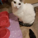 Zaginął kot, Łódź, 21 lipca 2024