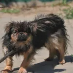 Pies do adopcji, Nowy Dwór Mazowiecki, 21 lipca 2024