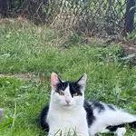 Zaginął kot, Łódź, 21 lipca 2024