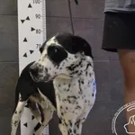 Znaleziono psa, Chełmek, 20 lipca 2024