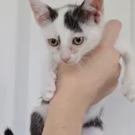 Znaleziono kota, Lublin, 20 lipca 2024