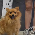 Znaleziono psa, Chełmek, 20 lipca 2024