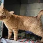 Rysiu to około roczny kotek, który bardzo potrzebuje swojego człowieka. Chłopak spędza dnie i noce w klatce. Gdy widzi, że ktoś go odwiedza - skacze i domaga się uwagi. Kocurek kładzie się na plecac