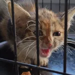 Znaleziono kota, Lublin, 21 lipca 2024