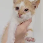 Znaleziono kota, Lublin, 20 lipca 2024