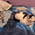 Zaginął kot, Łódź, 21 lipca 2024