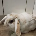 Znaleziono zwierzę, Warszawa, 22 lipca 2024