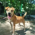 Pies do adopcji, Ropczyce, 22 lipca 2024