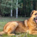 Imię: Benek Czip: 939000011015295 Płeć: samiec Wiek: styczeń 2020 Wielkość: średni Kastracja/sterylizacja: tak Inne Psy: Akceptuje towarzystwo suczek i psów. Dzieci: W wieku szkolnym Charakter: Delika