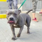 Znaleziono psa, Bydgoszcz, 19 lipca 2024