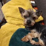 Zaginął pies, Terespotockie, 22 lipca 2024