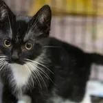 Znaleziono kota, Sosnowiec, 18 lipca 2024