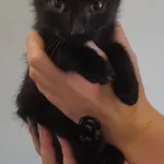 Znaleziono kota, Lublin, 22 lipca 2024