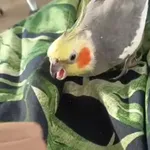 Zagineło zwierzę, Łódź, 23 lipca 2024