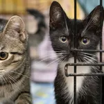 Znaleziono kota, Sosnowiec, 18 lipca 2024