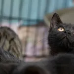 Znaleziono kota, Sosnowiec, 18 lipca 2024