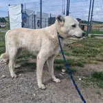 Pies do adopcji, Racławice, 19 lipca 2024