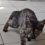 Znaleziono kota, Lublin, 21 lipca 2024