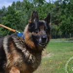 Pies do adopcji, Chełmek, 26 maja 2024